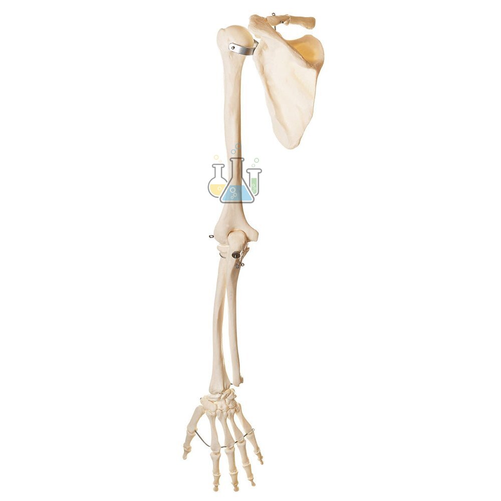 Arm Skeleton with Shoulder Girdle Model